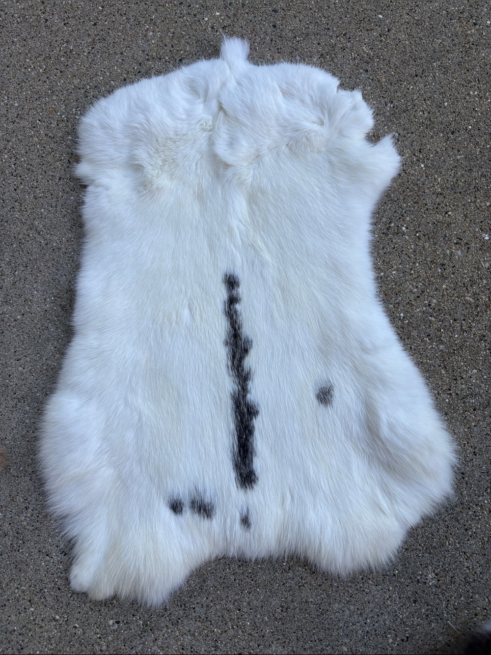 B0171 rabbit pelt